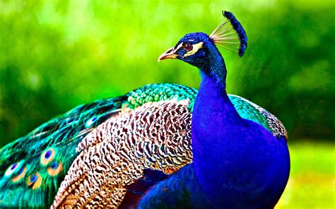 Peacock Hd Wallpapers Top Free Peacock Hd Backgrounds Wallpaperaccess