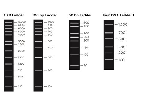 Choosing The Right Dna Ladder Minipcr Bio