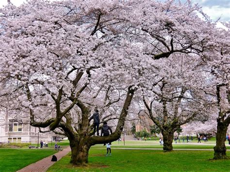 Uw Cherry Blossoms Spring 2014 Photo By Robyn Pfeifer In 2015