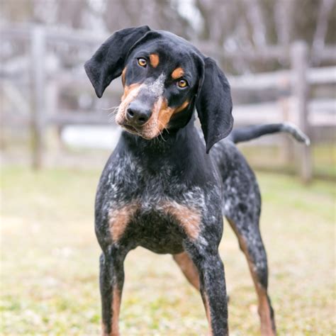 Red Haired Blue Tick Hound Puppies Puppy And Pets