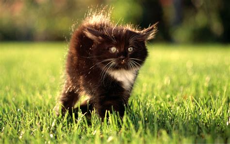 Black Fluffy Kitty Cute Pet Cat Desktop Pictures Wallpaper Preview