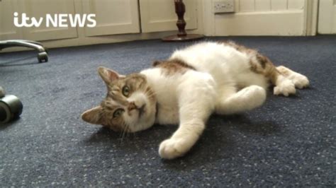Missy The Cat Banned From Tewkesbury Town Hall West Country Itv News