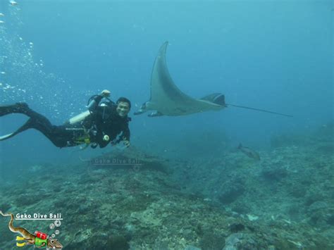 Dive With Manta Rays In Balis Manta Point Site Padang Bai