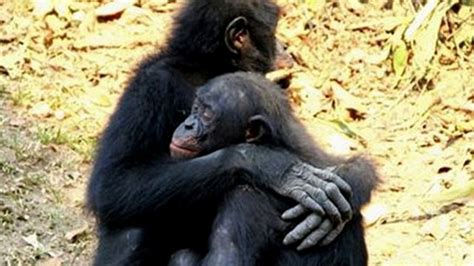 Apes Comfort Each Other Like Humans Bbc News