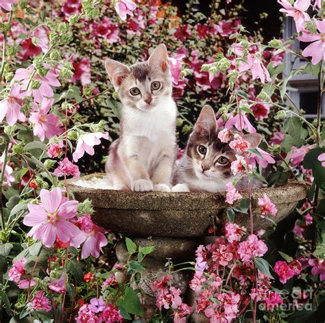 Grey Burmese Cross Kittens Photograph By Jane Burton Fine Art America