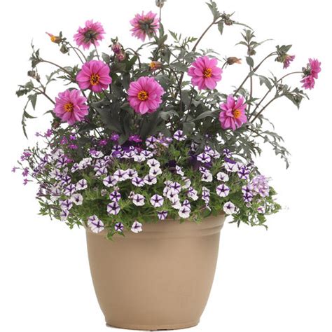Paradiso Proven Winners Container Flowers Flower Pots Outdoor