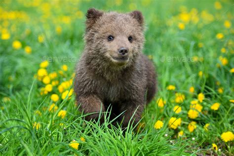 Cute Little Brown Bear Cub Playing On A Lawn Among