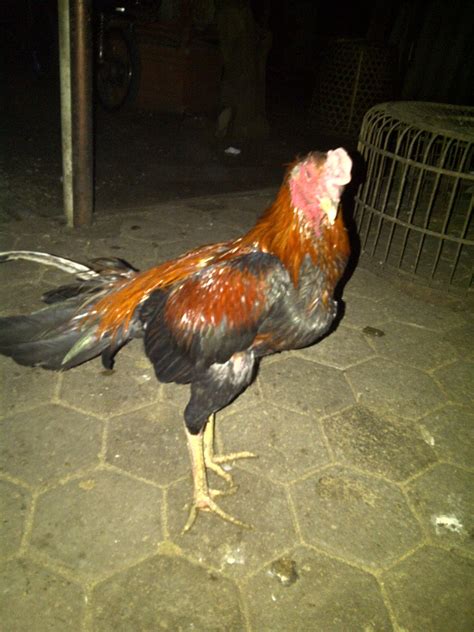 JUAL AYAM BANGKOK ~ AYAM BANGKOK