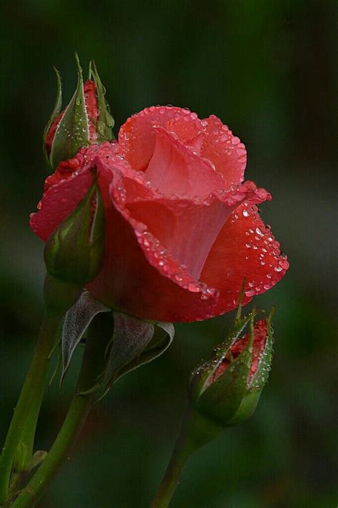 Pin By Kallol Bhattacharya On My Rose Beautiful Rose Flowers Amazing