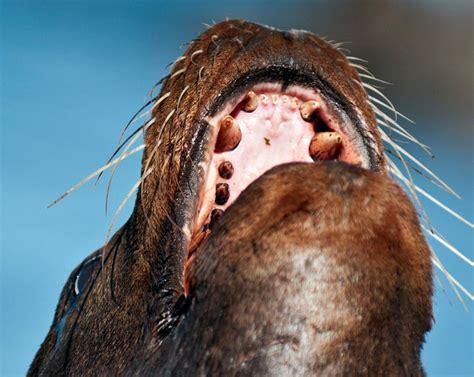 Zalophus Californianus California Sea Lionthe Race Rocks Taxonomy