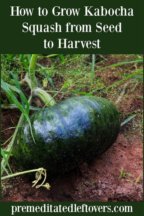 Organic pest control | organic insect control for gardening. How to Grow Kabocha Squash from Seed to Harvest