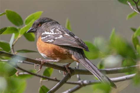 Spotted Towhee — Sacramento Audubon Society