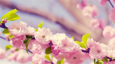75 Spring Flowers Wallpaper Backgrounds