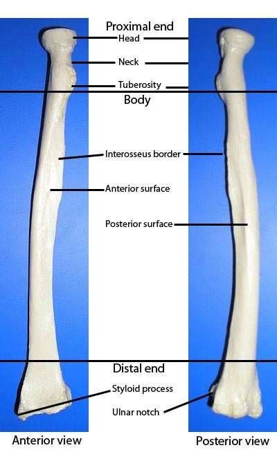 Labelled Radius Bone Radius Definition Location Functions Anatomy