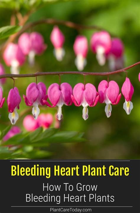 How To Grow And Care For The Bleeding Heart Plant Bleeding Heart