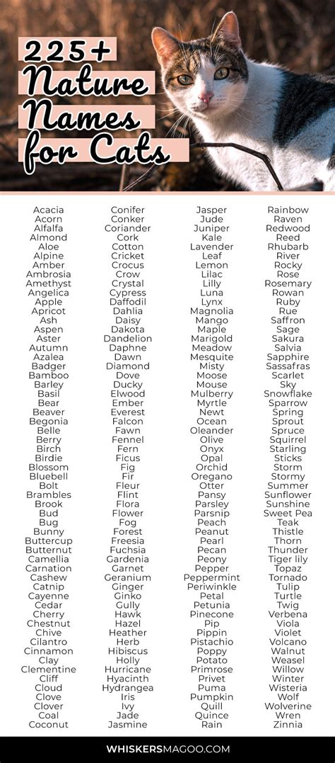 225 Cute Nature Inspired Names For Cats Whiskers Magoo Nature Inspired Names Cat Names