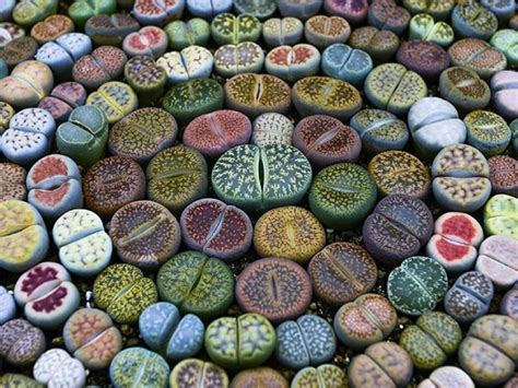 It is best to use fresh seeds when growing. How to Grow Lithops from Seed | Planting succulents ...
