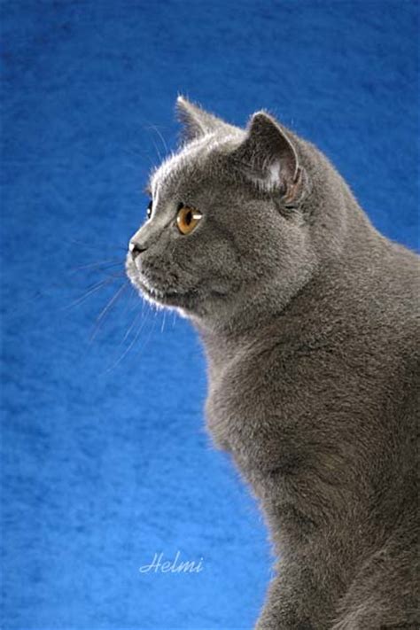 British Shorthair Cat Blue Poc