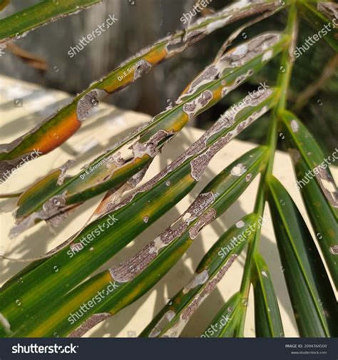 1,656 Palm tree pest Images, Stock Photos & Vectors | Shutterstock