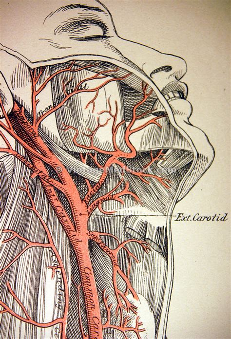 As with all regions of the body, your study should start out with a look at the living region being studied. VintageMedStock | Arteries of the Human Neck and Face