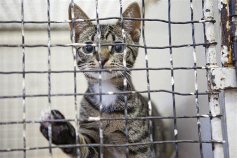 Looking for a cat to adopt? Cats in Shelters: Breaking the Vicious Circle | HuffPost