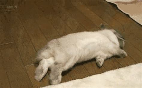 This Rolling Bunny Rabbit Gif Rabbit Pictures Cute Bunny