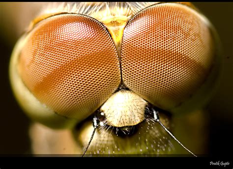 Here's everything you need to know. Explored ~~ Compound Eyes of a Dragonfly ~~ | A ...
