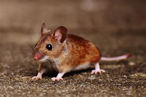 Kostenlose Foto Natur Süß Maus Tier Niedlich Tierwelt Pelz