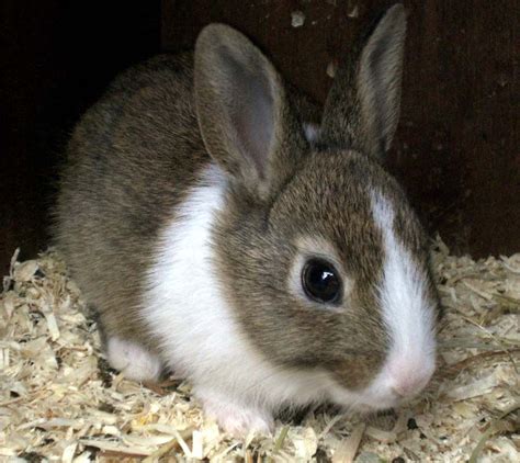 A Horse Of Course And Rabbits Too Pictures Of Baby Rabbits Baby