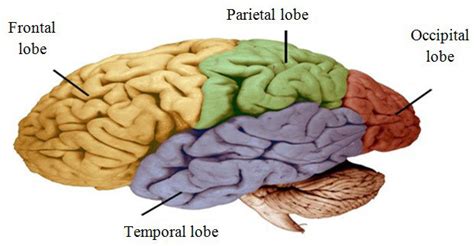 The Frontal Parietal Temporal And Occipital Lobes Make Up The