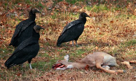 Key Facts About American Black Vultures Owlcation