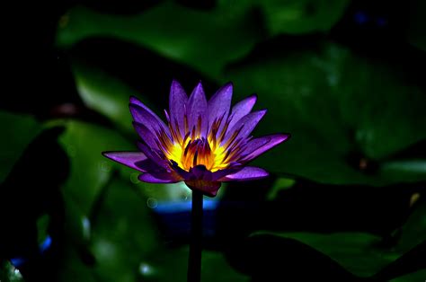 Water Lily 4k Ultra Hd Wallpaper Background Image 4288x2848