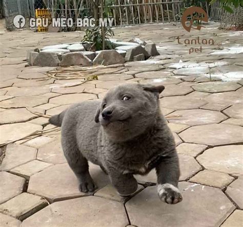 Cachorrinho Que Parece Um Híbrido De Cão E Gato Vira Petcelebridade Do