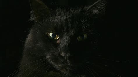 Photography Of Black Cat Hd Wallpaper Wallpaper Flare