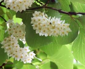 Maybe you would like to learn more about one of these? 198 best images about Large Fragrant Shrubs and Trees on ...