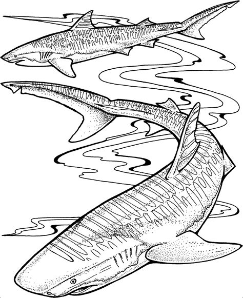 Shark Coloring Pages For Adults Coloringbay