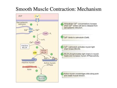 Ppt Smooth Muscle Physiology Powerpoint Presentation Free Download Id1410712