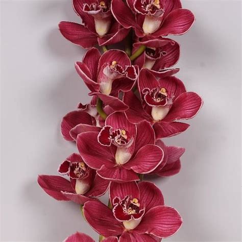 Cymbidium Orchid Hades 50cm Wholesale Dutch Flowers And Florist Supplies Uk