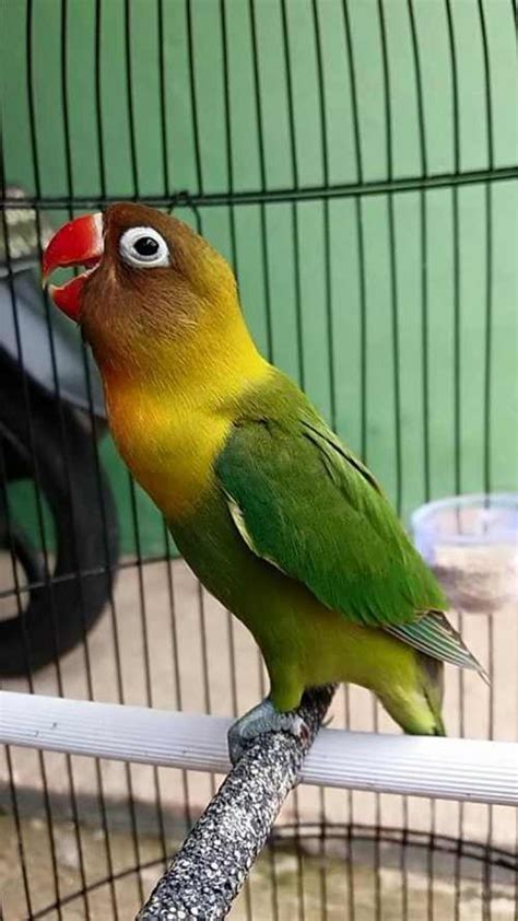 Menjadi juara kelas merupakan sebuah kebanggaan bagi seluruh siswa, bisa membahagiakan orang tua, berikut ini cara menjadi juara kelas yang efektif. √ Cara Pemasteran Lovebird Balibu yang Benar Agar Juara ...