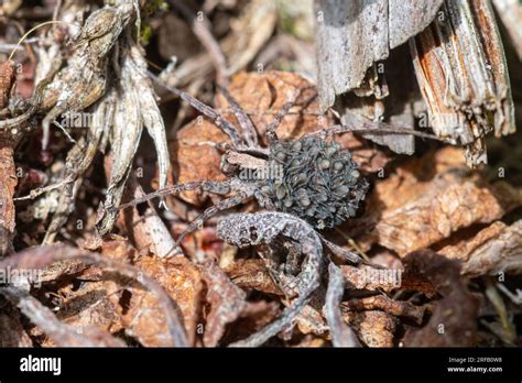 Female Wolf Spider Carrying Young Spiderlings On Her Back A Member Of