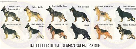 Gswork Lineng German Shepherd Dogs German Shepherd Dogs