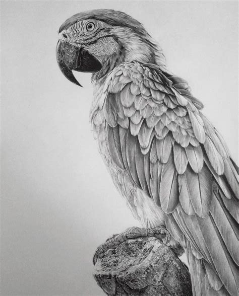 The Parrot Sketch At Explore Collection Of The