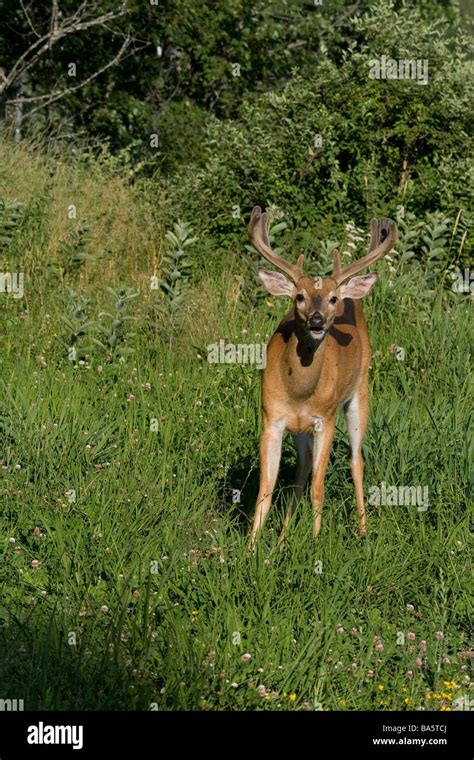 White Tailed Buck In A Summer Field Stock Photo Alamy