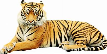 Tiger Sumatran Clipart Zoo Transparent Wildlife Sticker