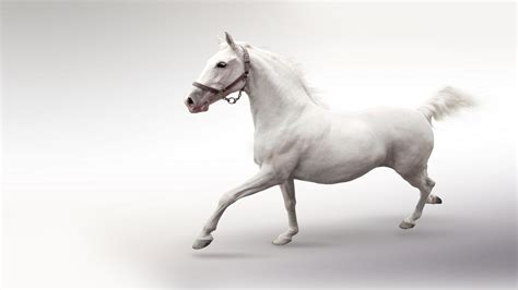 Free Download White Horse Wallpaper 6651 1920x1080 For Your Desktop