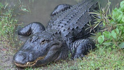 American Alligator Attraction Central Florida Zoo Animals