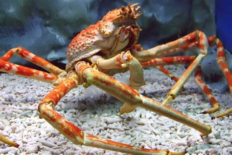 What Is A Crustacean The Ultimate Guide To Crustaceans