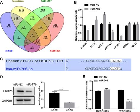 FKBP5 Was The Target Of MiR 766 A Venn Diagram Indicating The