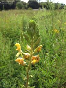 Plant identification yellow and orange flowers the following photos will allow you to identify yellow and orange flowering plants. Plant Identification: CLOSED: yellow flowers, tall stalk ...