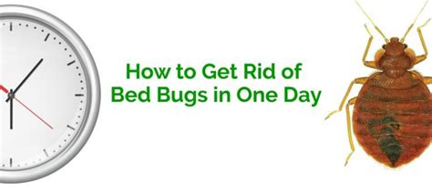 How To Get Rid Of Bed Bugs In One Day Erdyes Pest Control